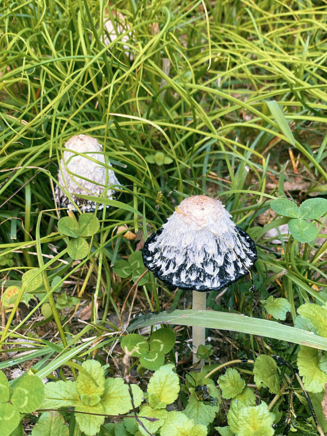 在公园找到很多小蘑菇,第一次见撑开伞的毛头鬼伞