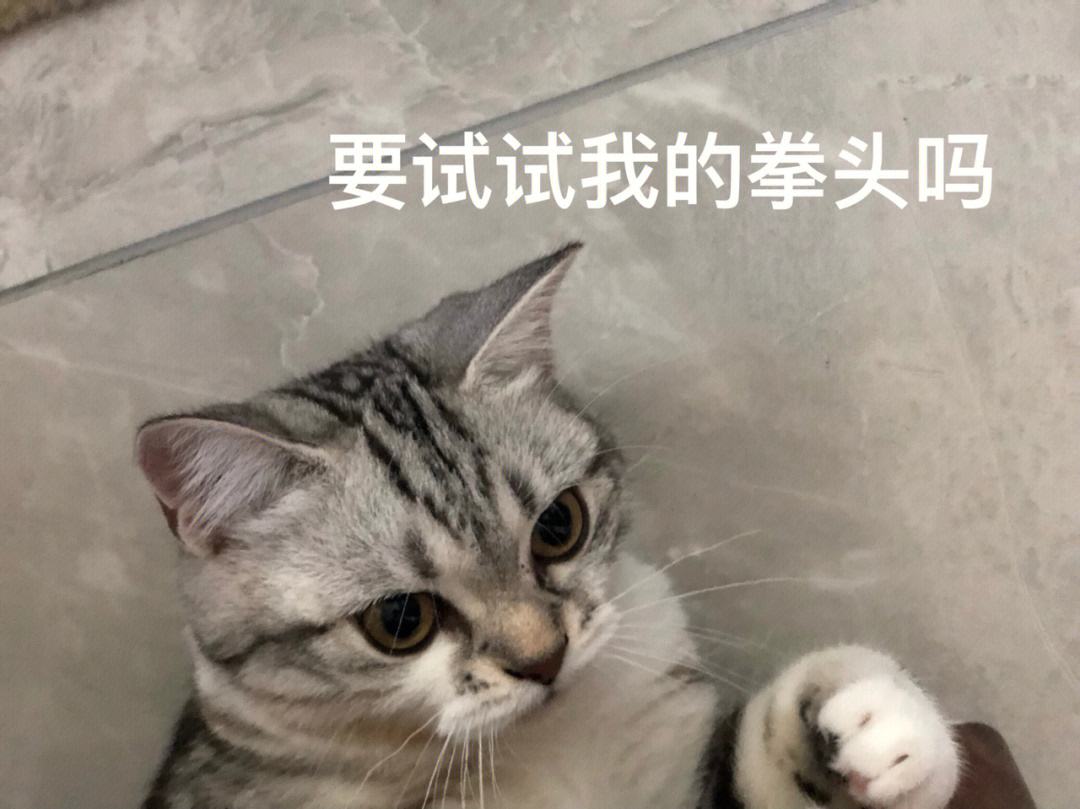 猫加上人手表情包图片