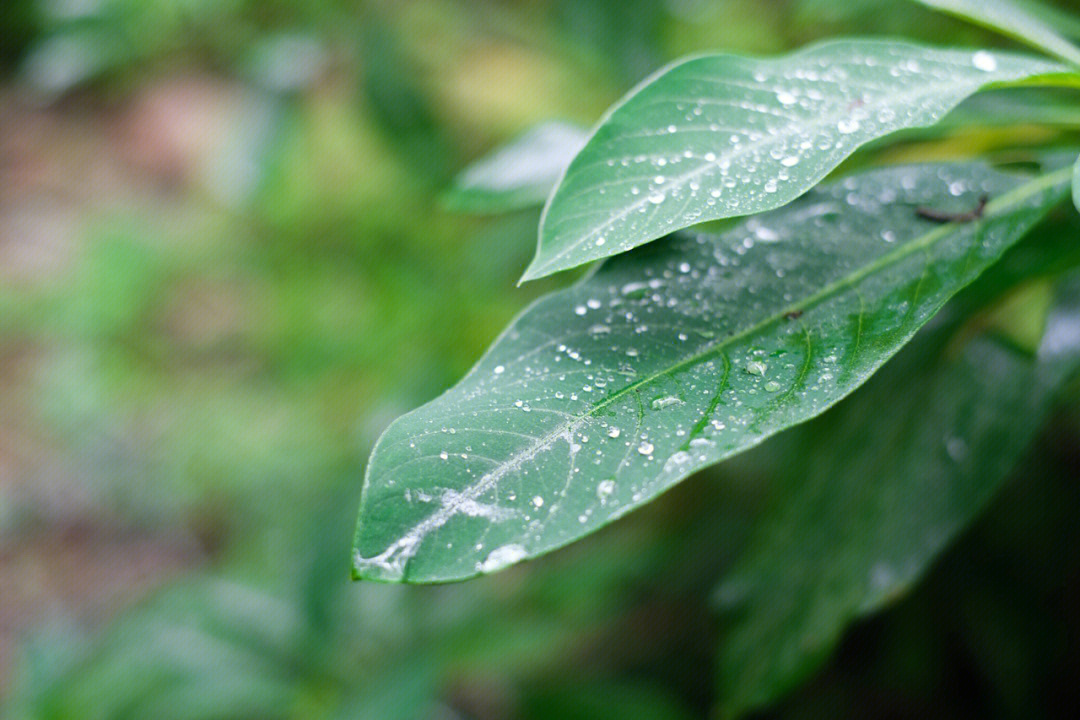 雨后图片