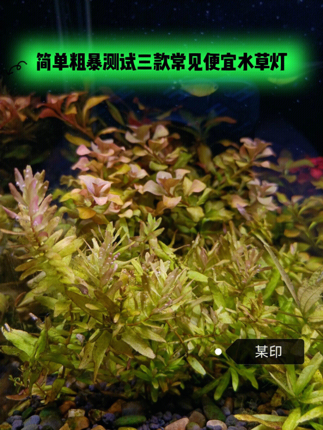 水草灯骗局图片