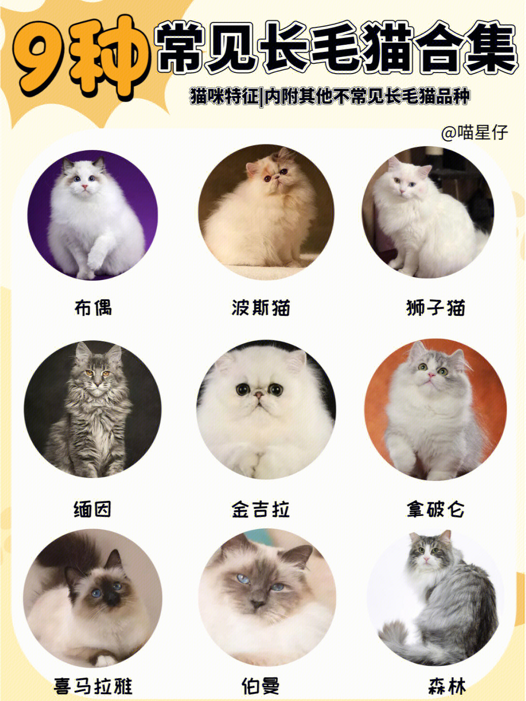 20种长毛猫的品种存在许多长毛猫的品种