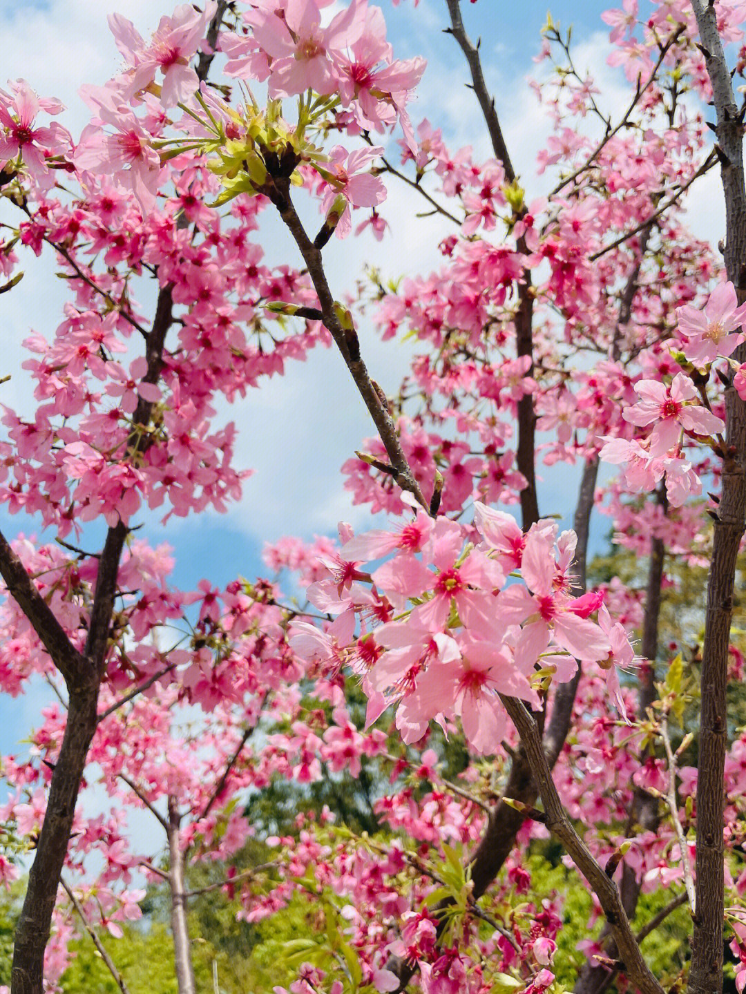 圭峰山樱花2021图片