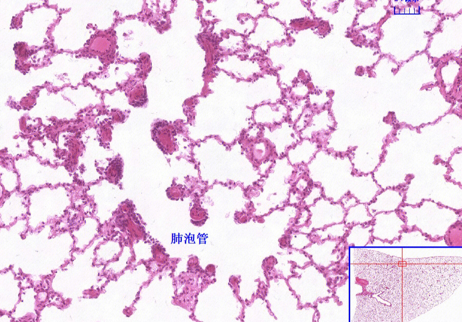 甲状腺组胚结构图片