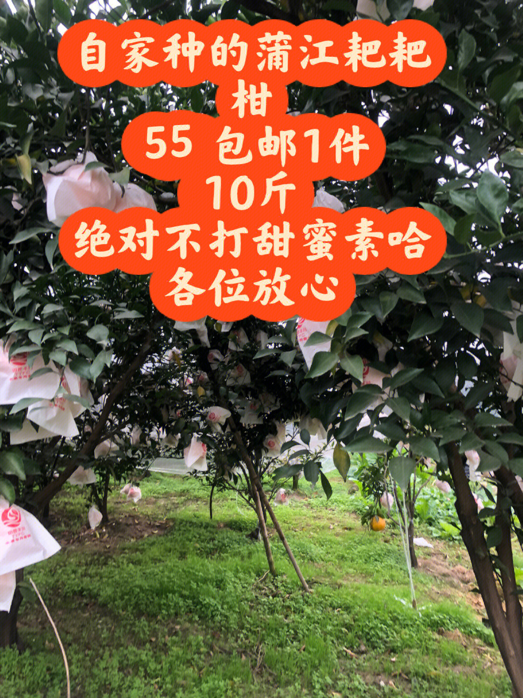 无甜蜜素,老人小孩孕妇都9315吃#耙耙柑#春见#蒲江