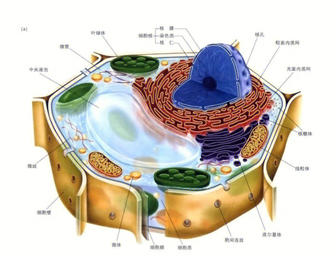 细胞器类型与功能