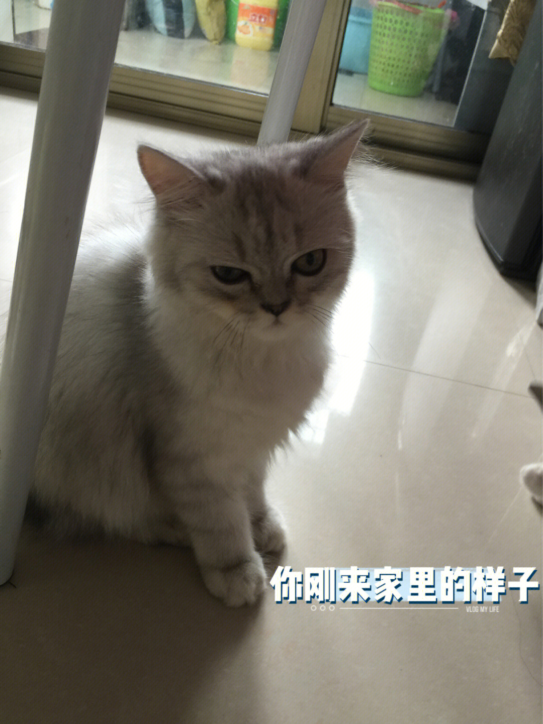 几把猫很担心你表情包图片