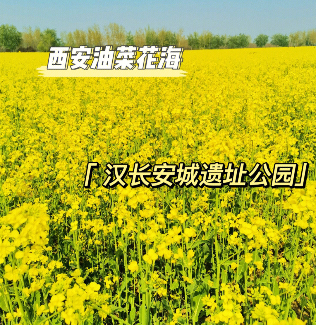 长安杨庄油菜花位置图片