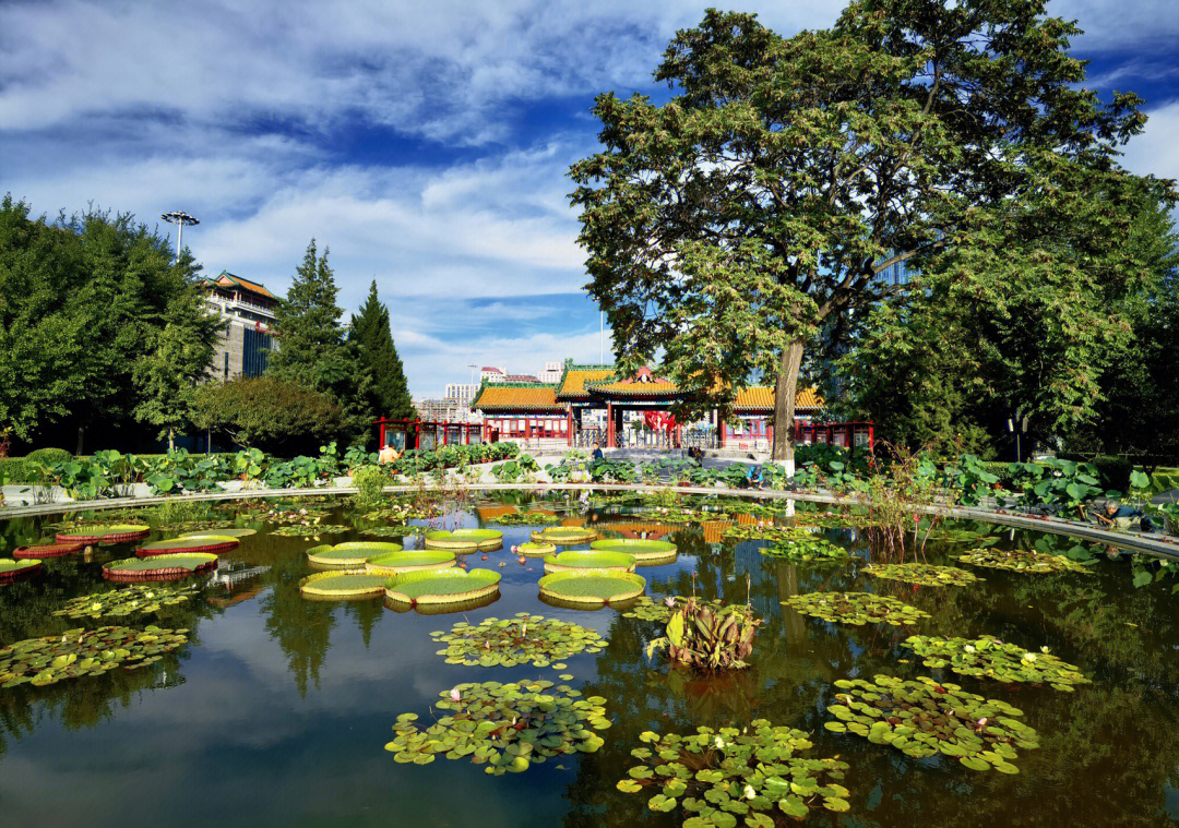 吕梁莲花池公园简介图片