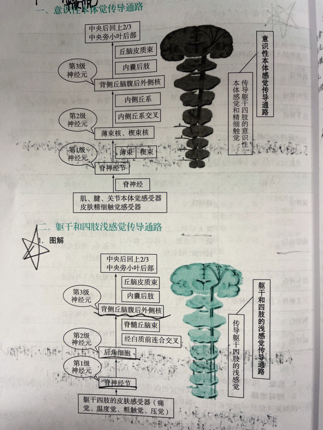 皮质脊髓侧束传导图片