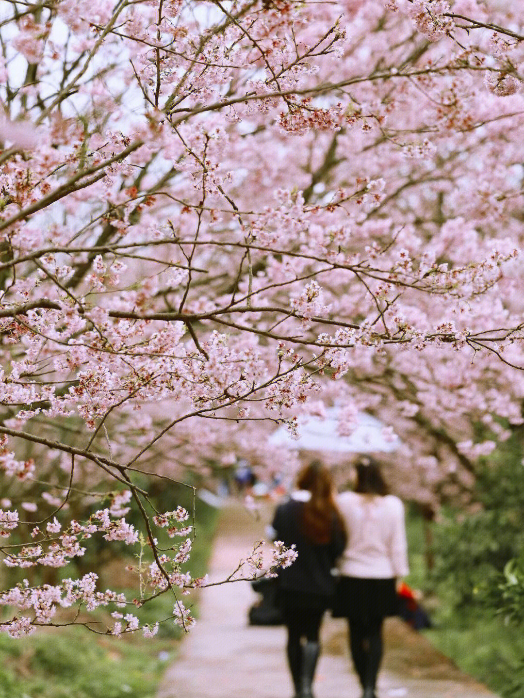 北碚澄江樱花图片