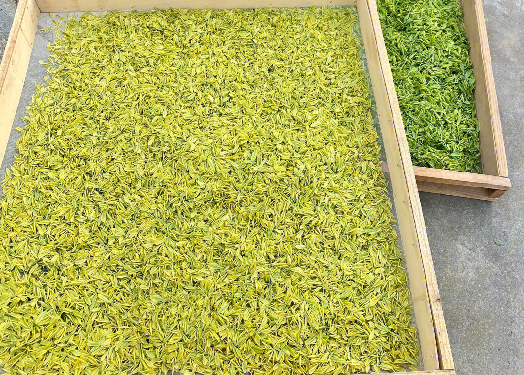 黄金芽茶叶种类图片