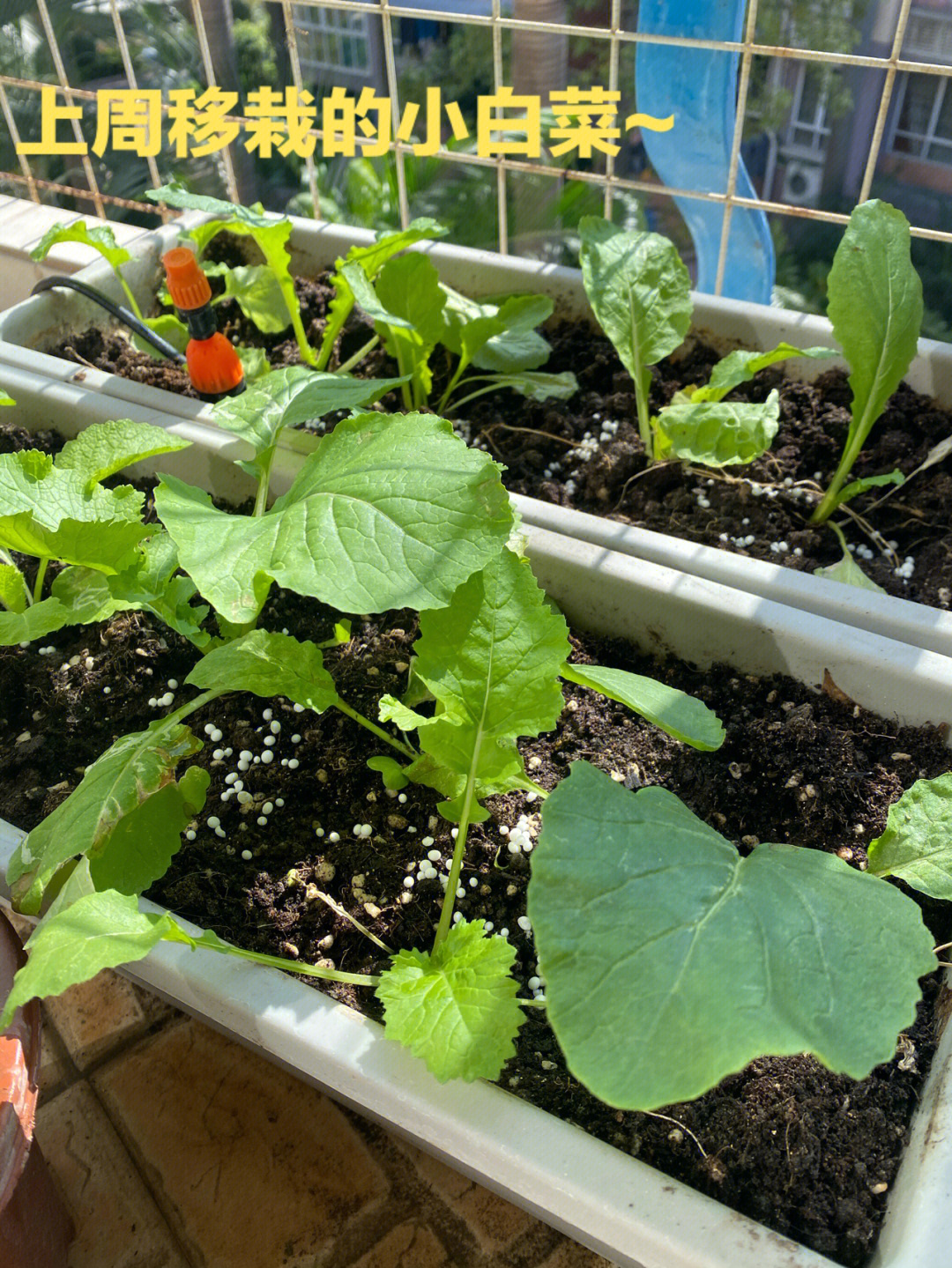 上周种的生菜才刚发芽的样子,这周又种了豌豆苗,希望快快长大,下周就