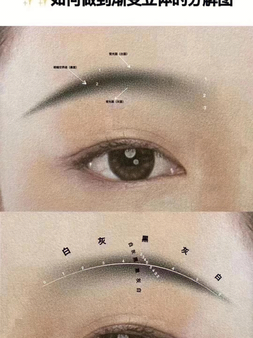 眉毛解析图图片