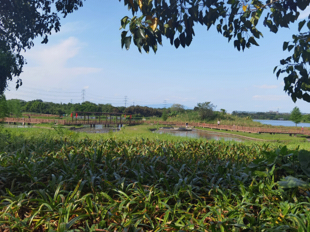 东莞高埗湿地公园图片