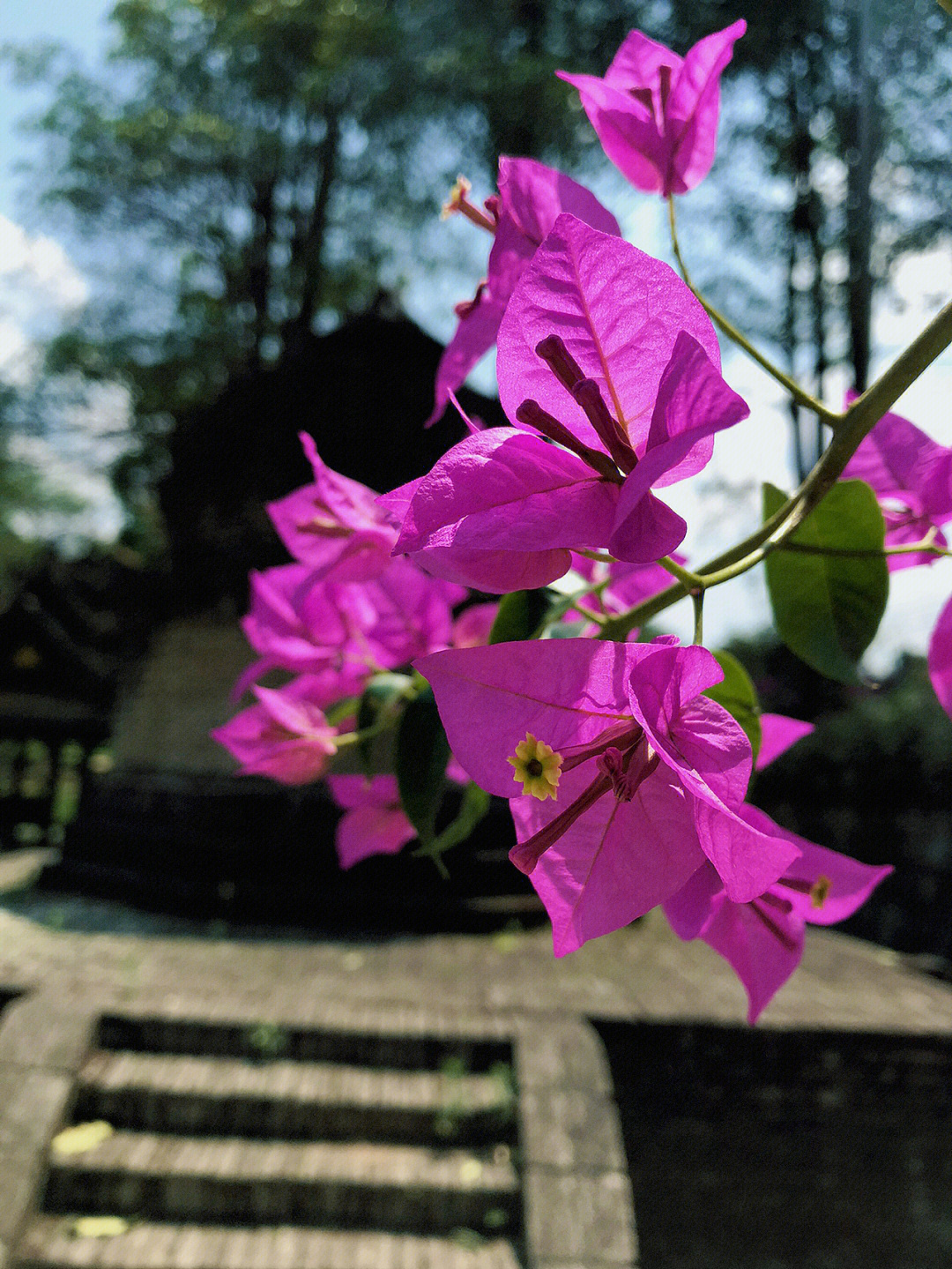 春日里的三角梅