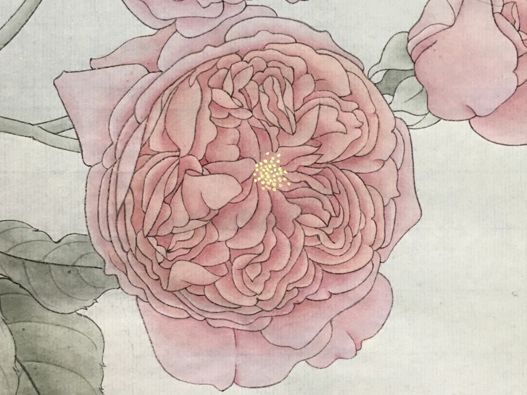 工笔画玫瑰花上色步骤图片