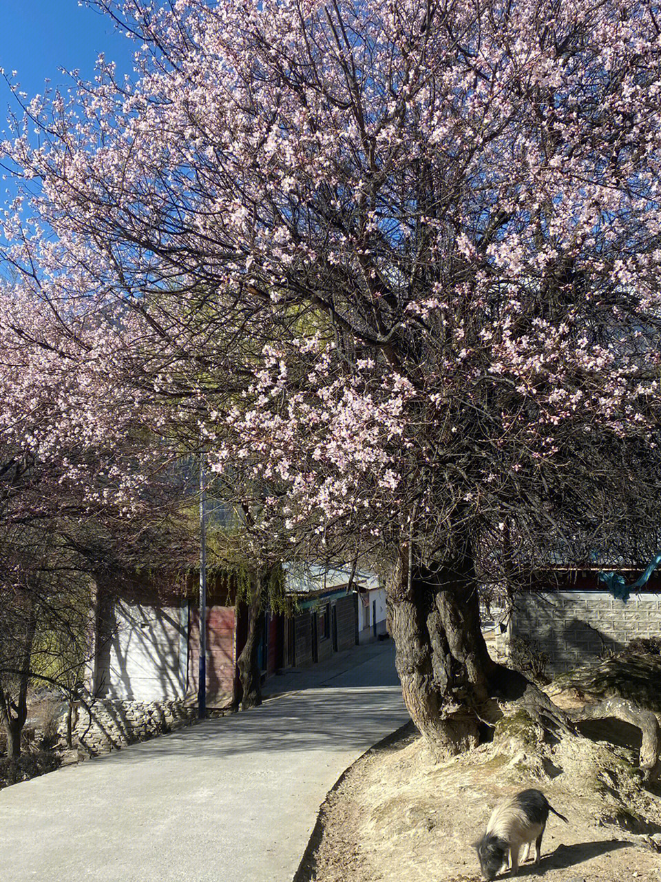 波密桃花