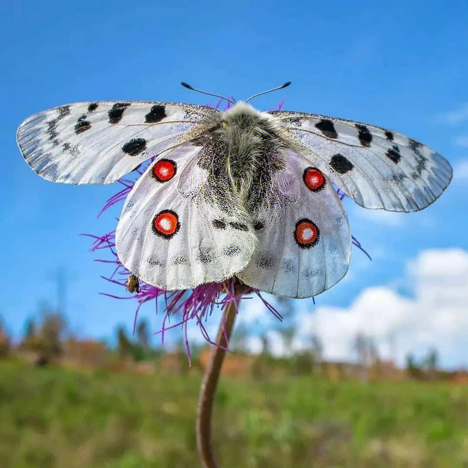 美丽的花蝴蝶简谱图片