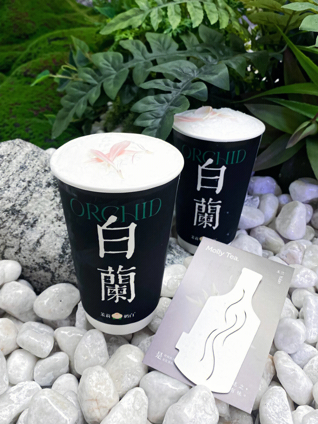 黑茉莉白茉莉图片