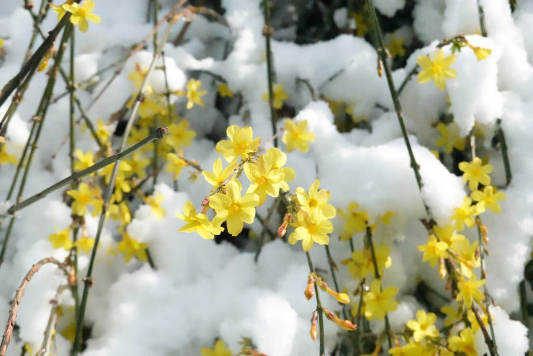 春天的雪图片加文字图片