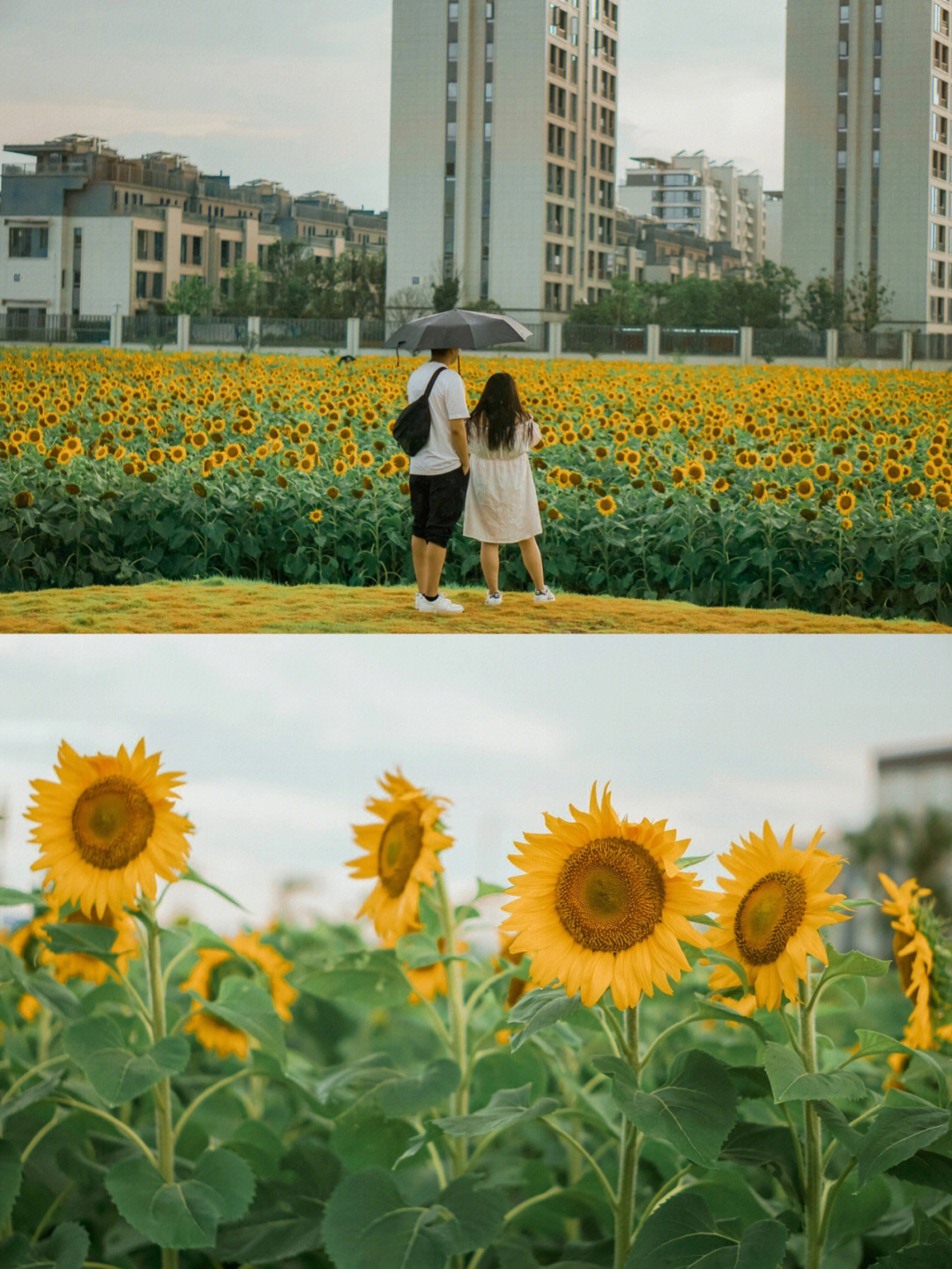 向日葵花海沉浸在一整片的浪漫夏日里