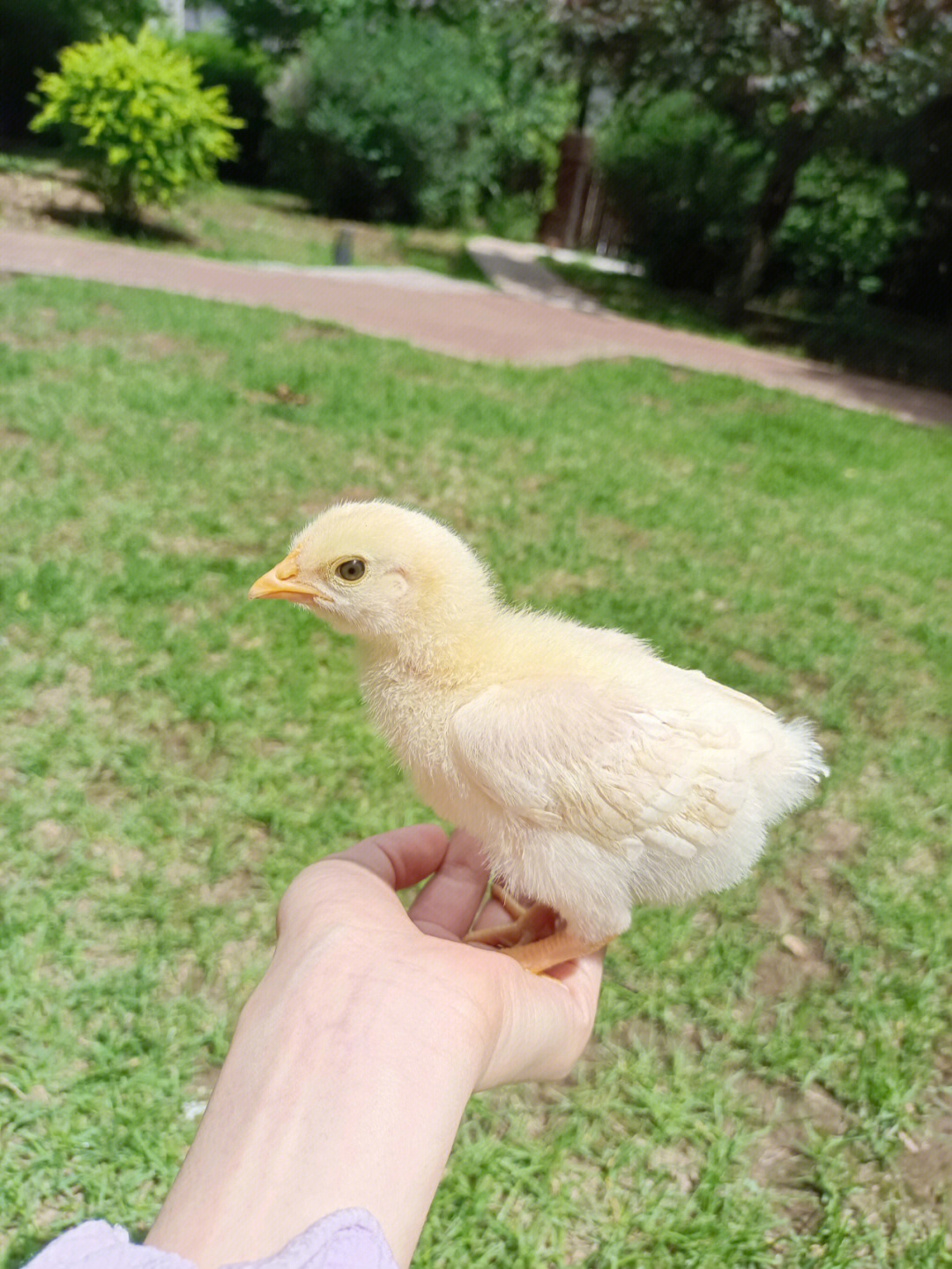 女生的小鸡清楚真实图片