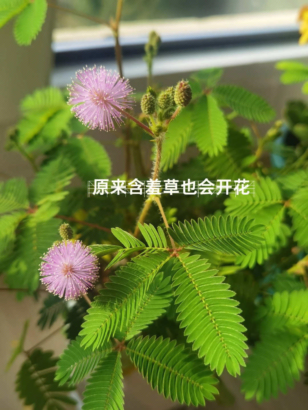 我的含羞草开花啦