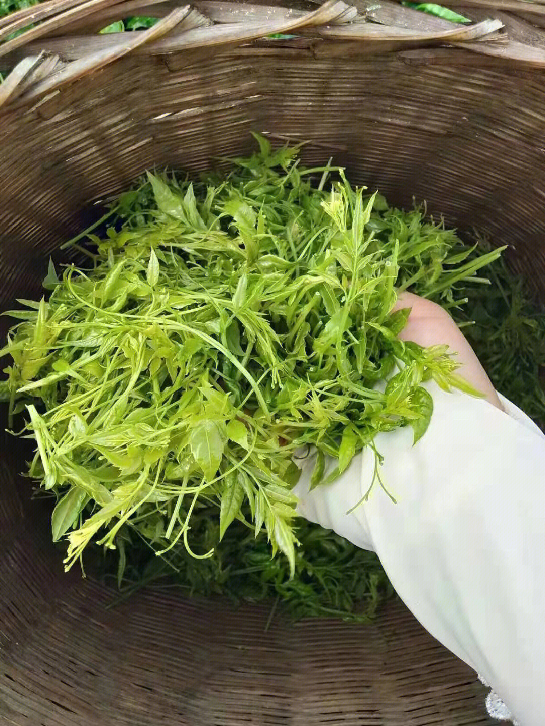 张家界茶叶品种莓茶图片