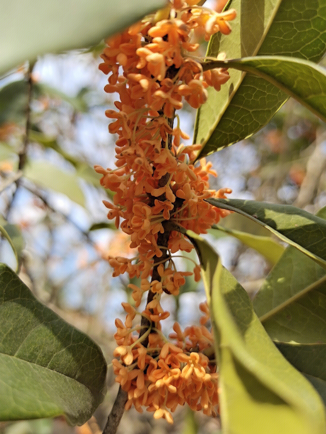 桂花蜜小手图片