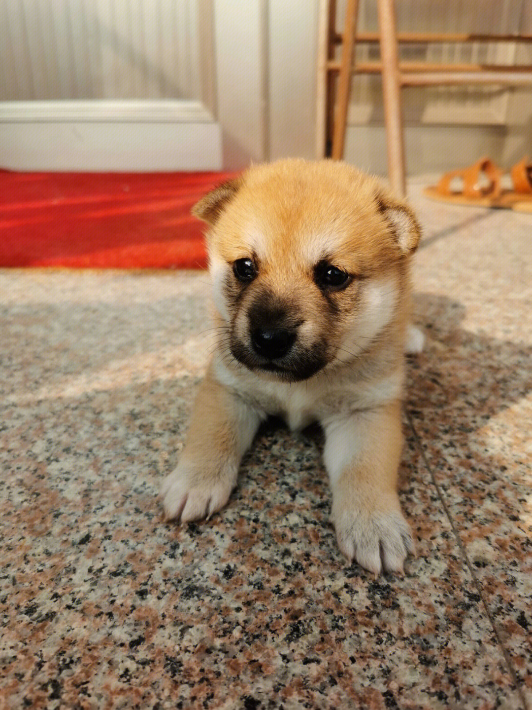 26天大的小奶狗好像是柴犬串串啊