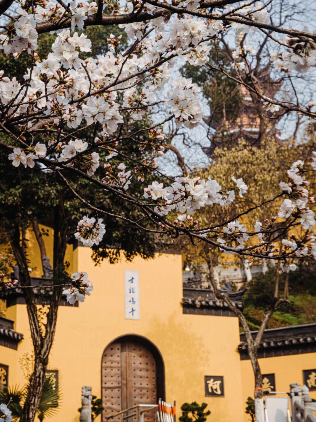 鸡鸣寺路樱花图片