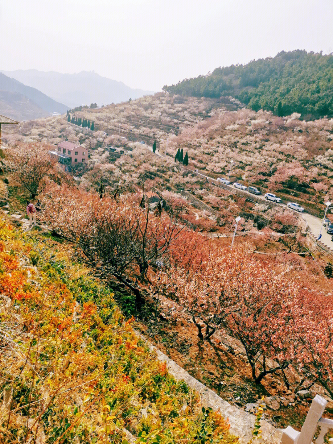 崂山樱桃谷