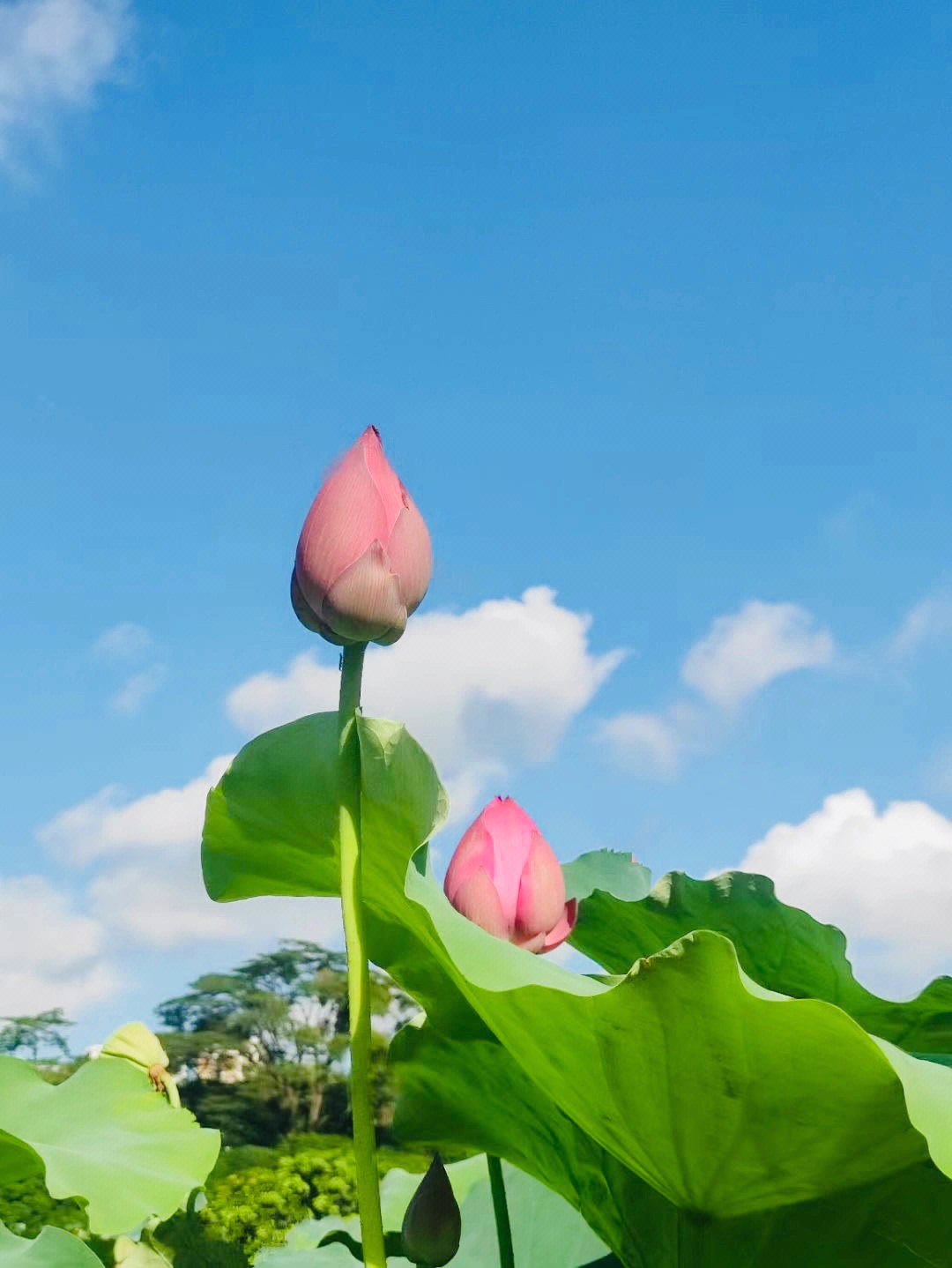 南湖的荷花