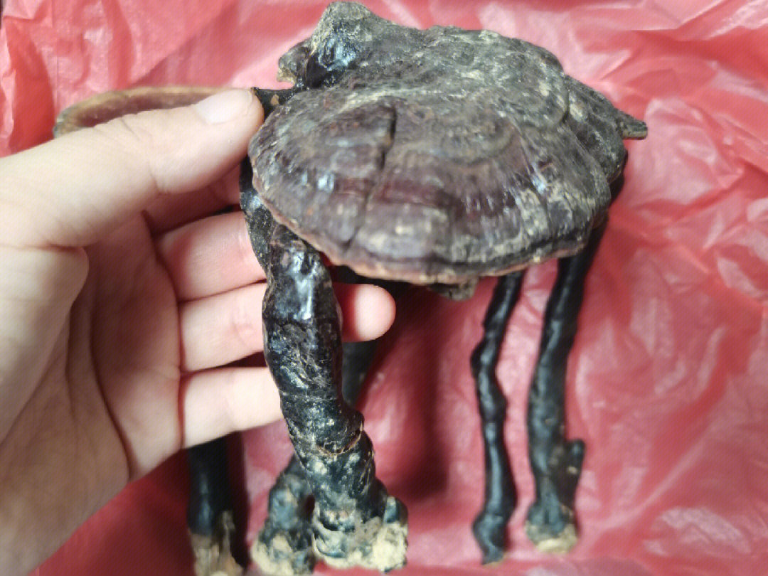 精品无硫野生灵芝