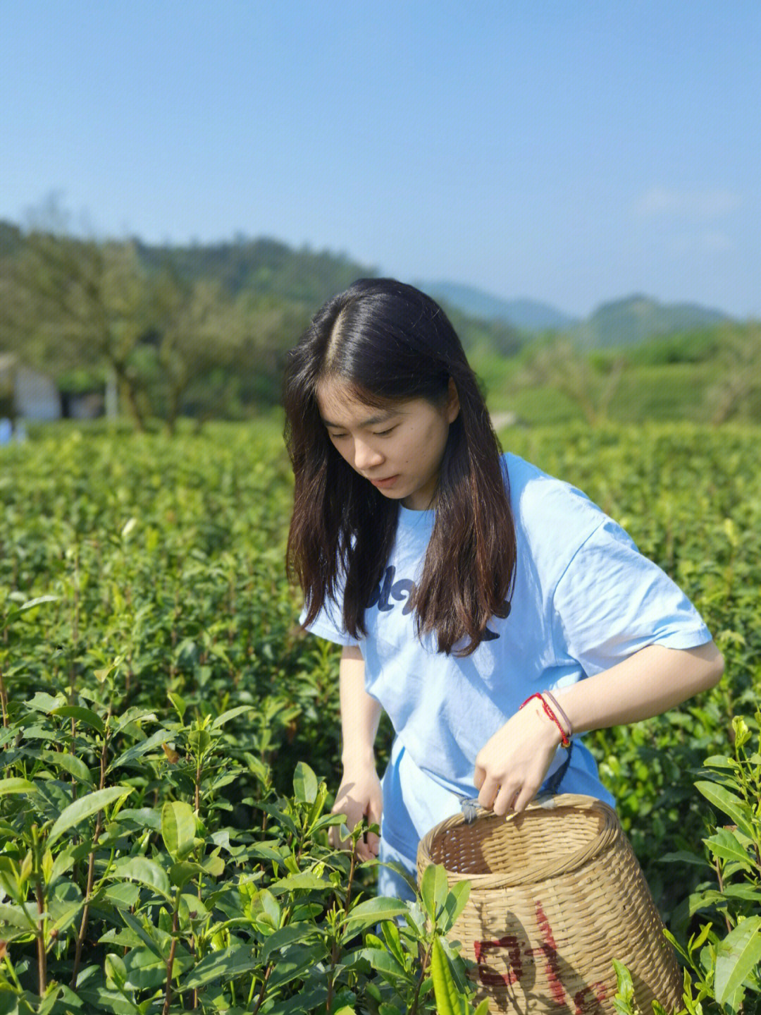 摘茶记