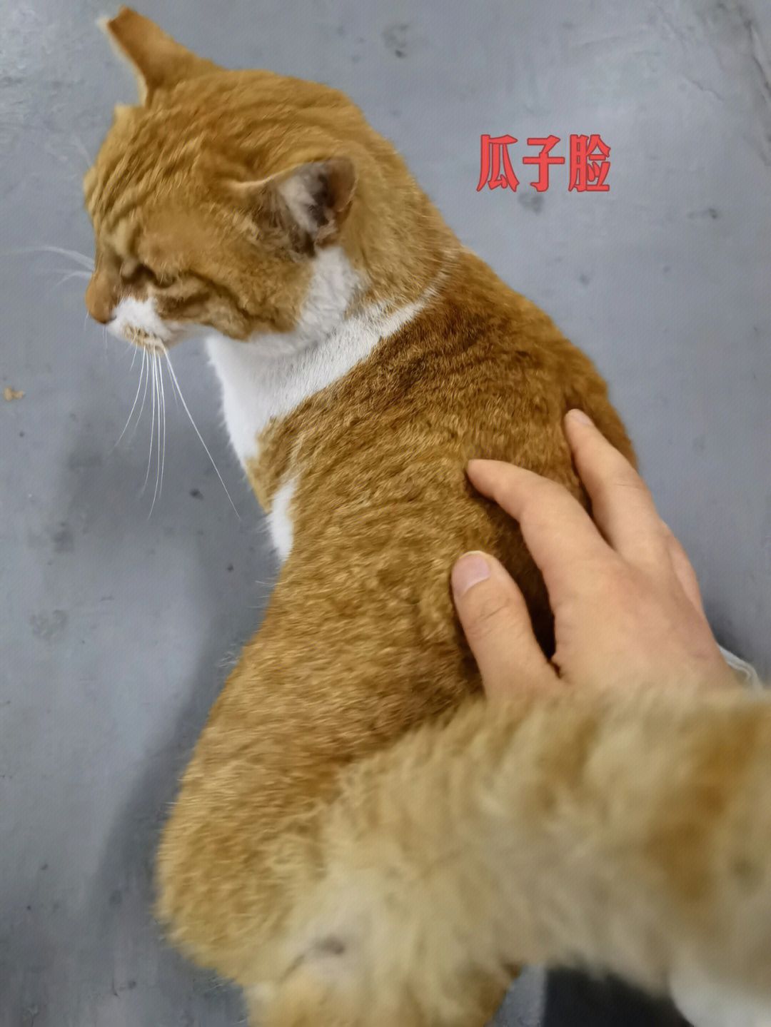 圆脸橘猫和尖脸橘猫图片