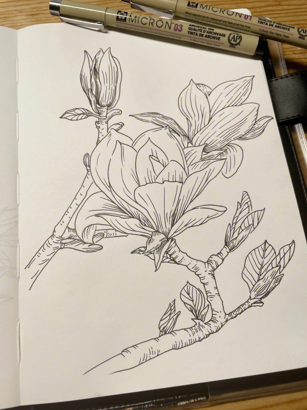 针管笔手绘花卉临摹玉兰附过程