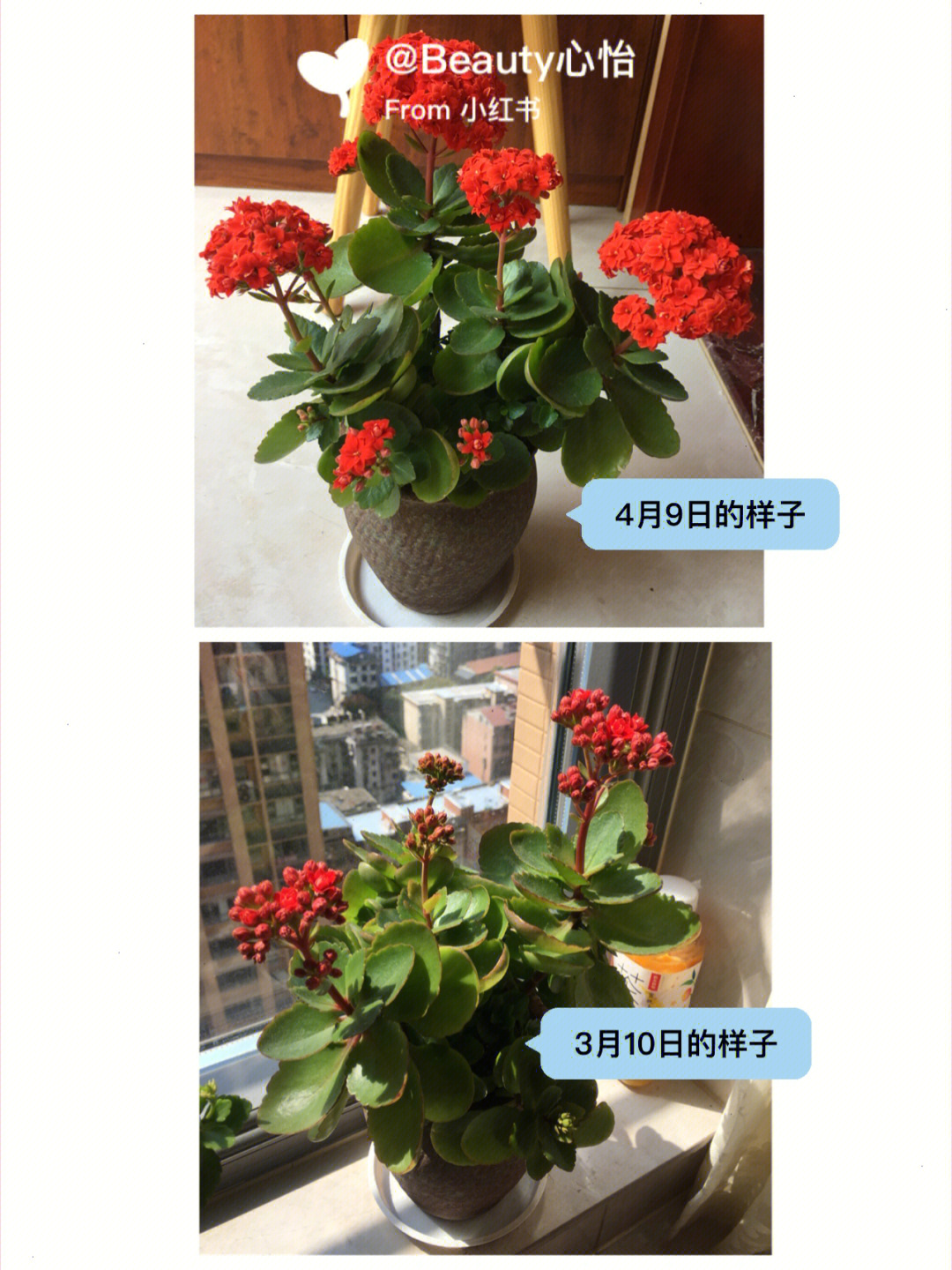 长寿花从小到大图片图片