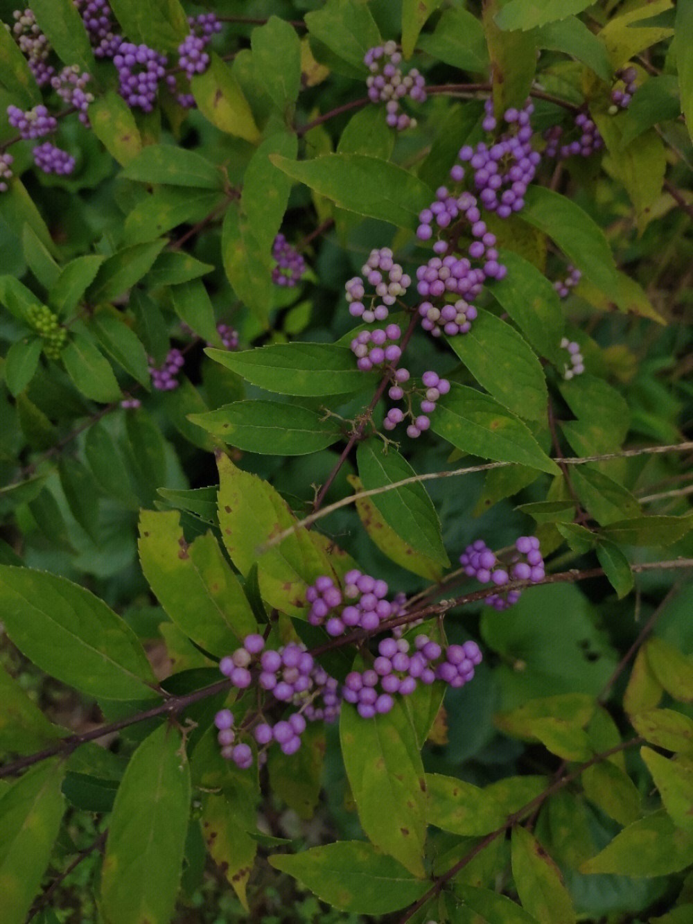 紫珠园林用途图片