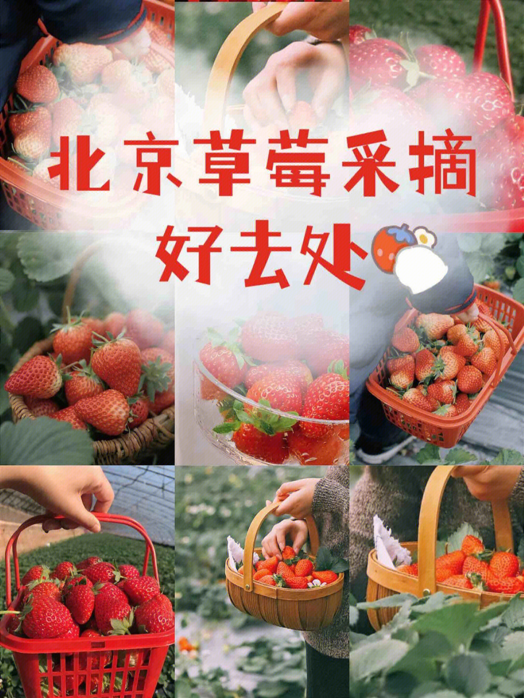 北京草莓采摘园一览表图片