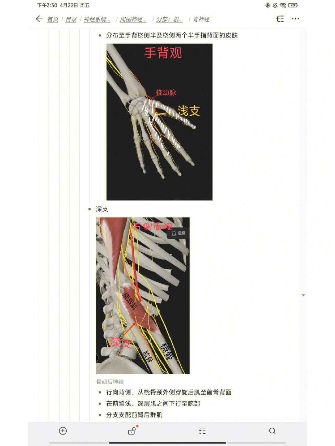 人体解剖学脊神经颈丛臂丛4