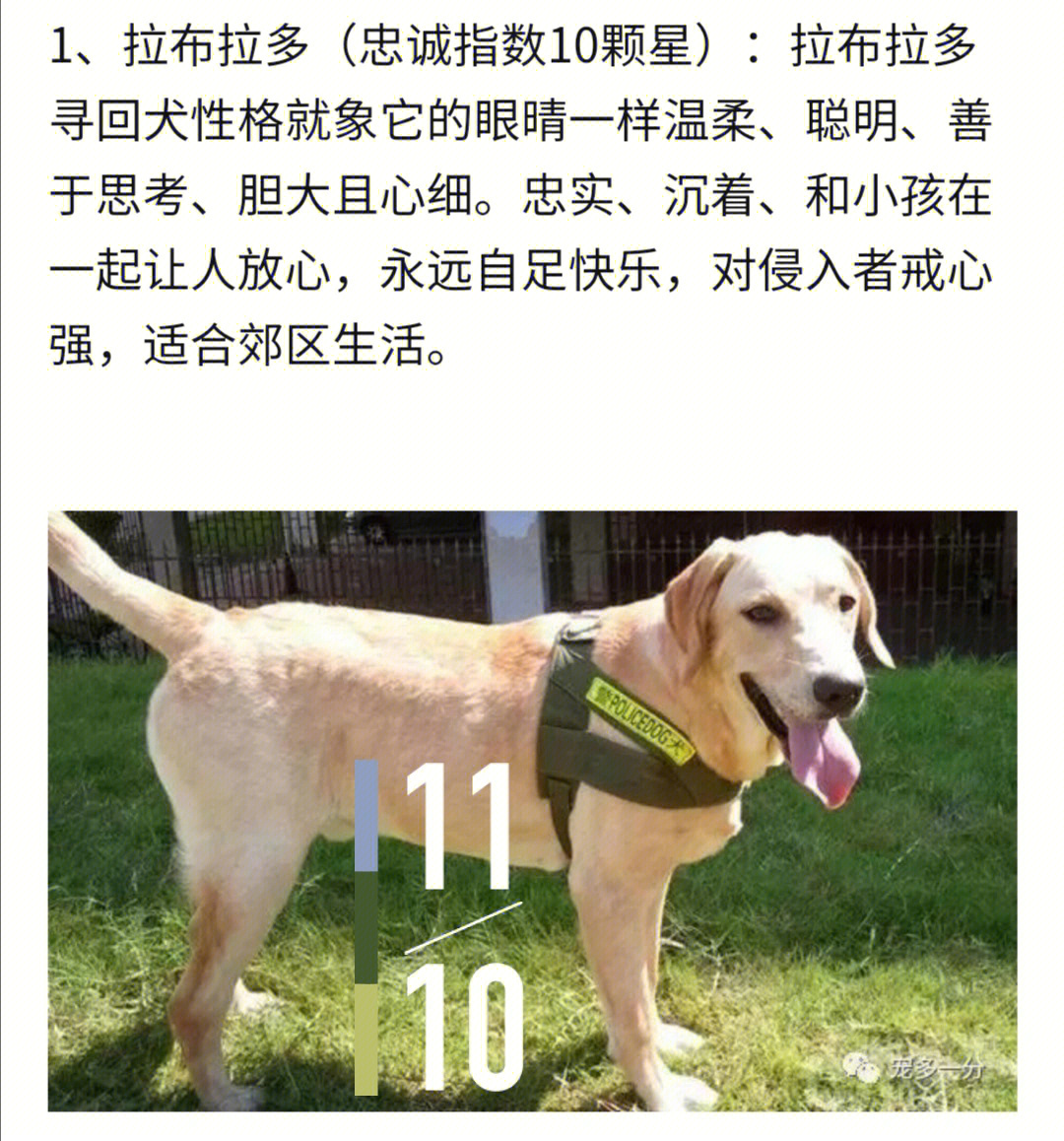 爱犬日