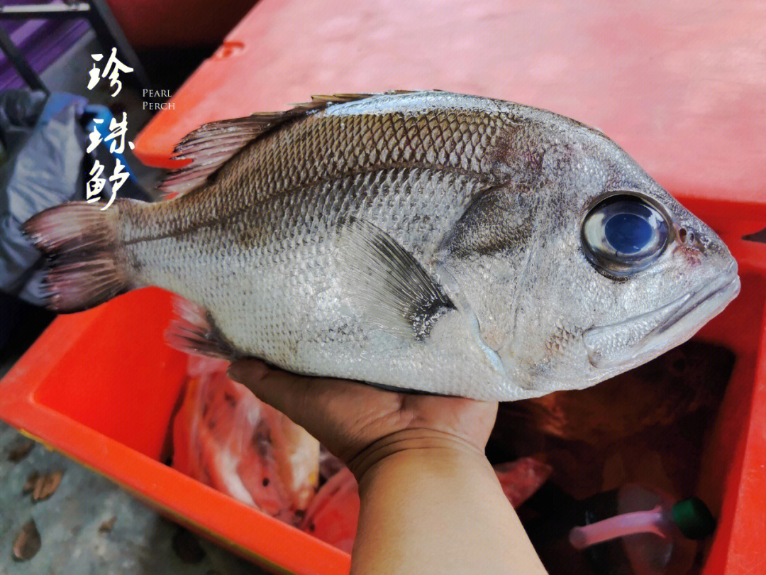 珍珠鲈黑大目鲢叶鲷pearlperchfish