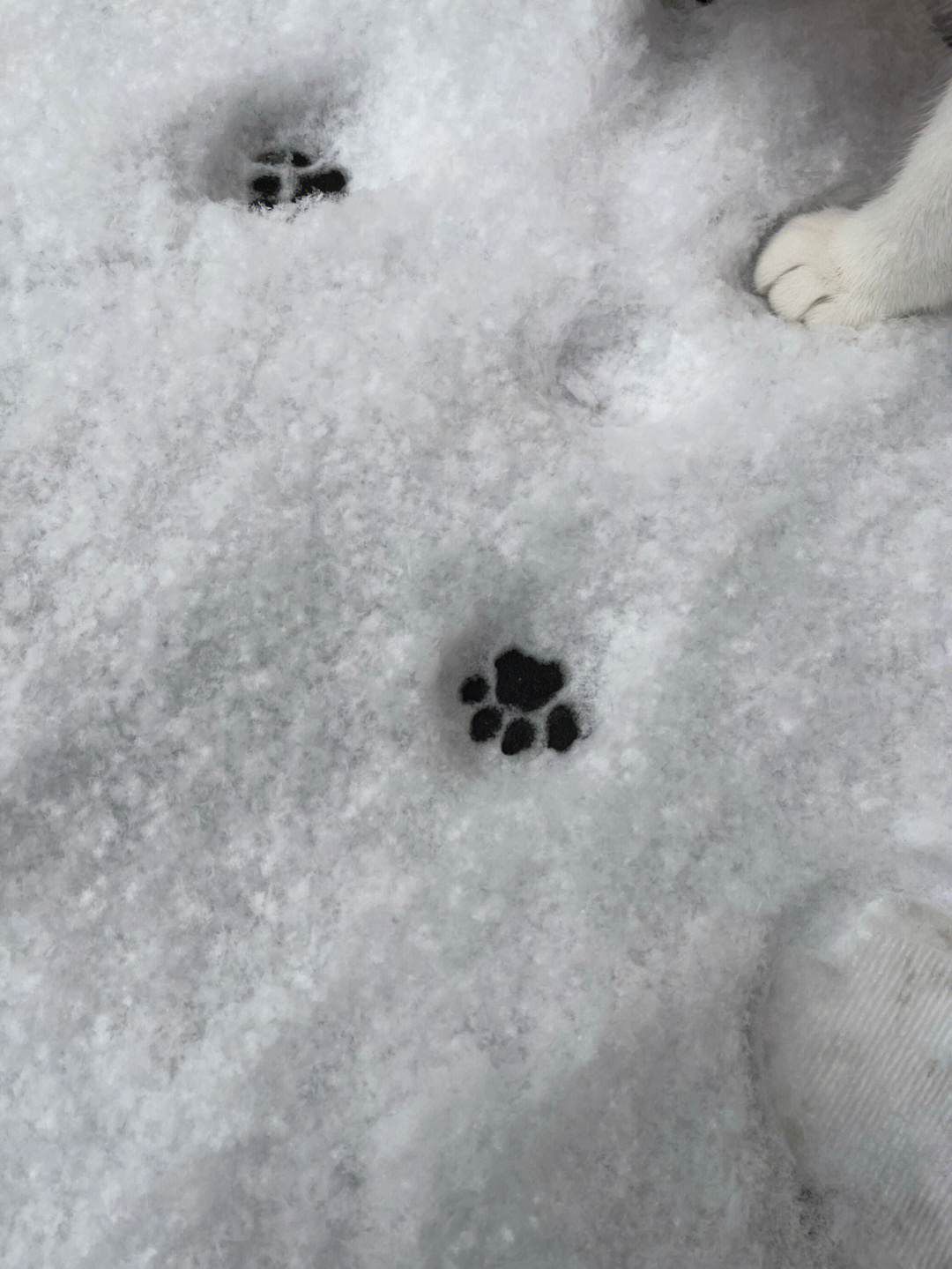 小猫的脚印 下雪图片