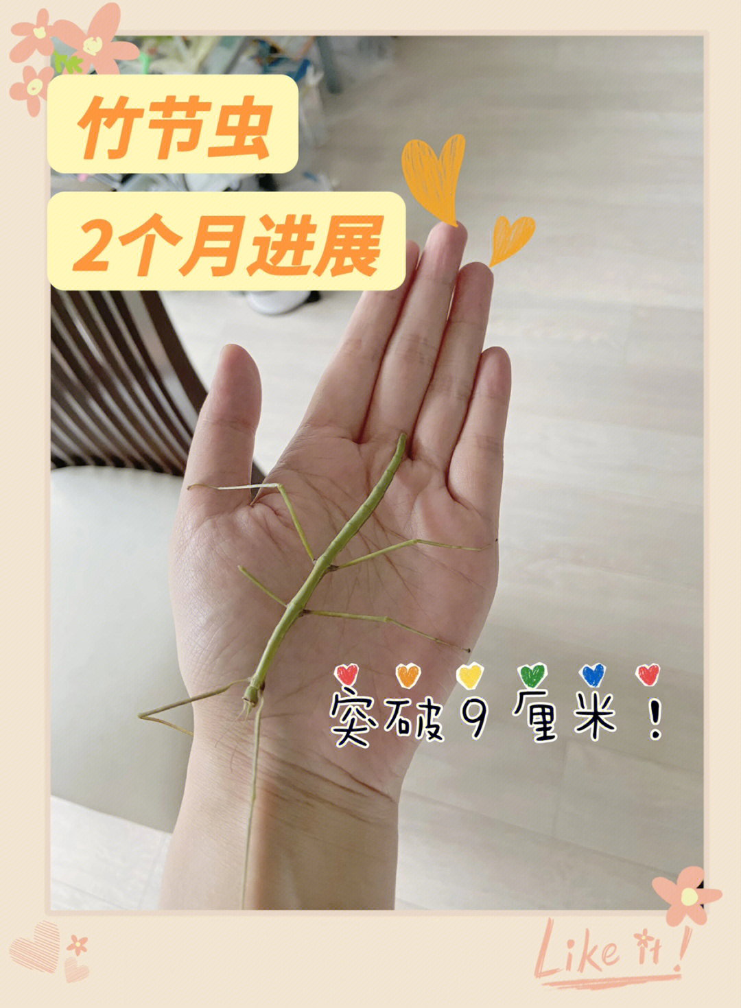 折纸竹节虫图片