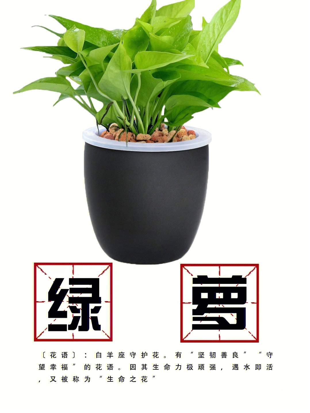 绿萝植物卡片图片介绍图片