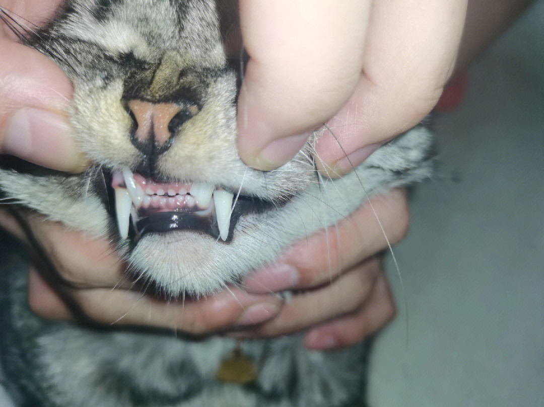 猫咪年龄牙齿对照表图图片