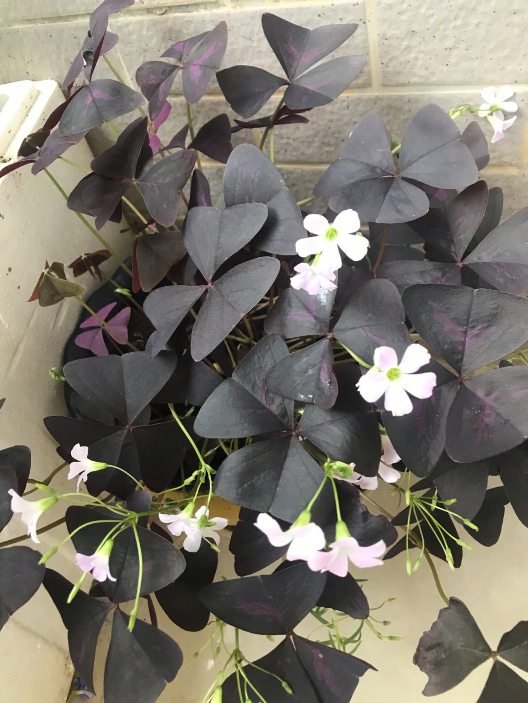 花色比叶子逊色不少的小植物紫色酢浆草