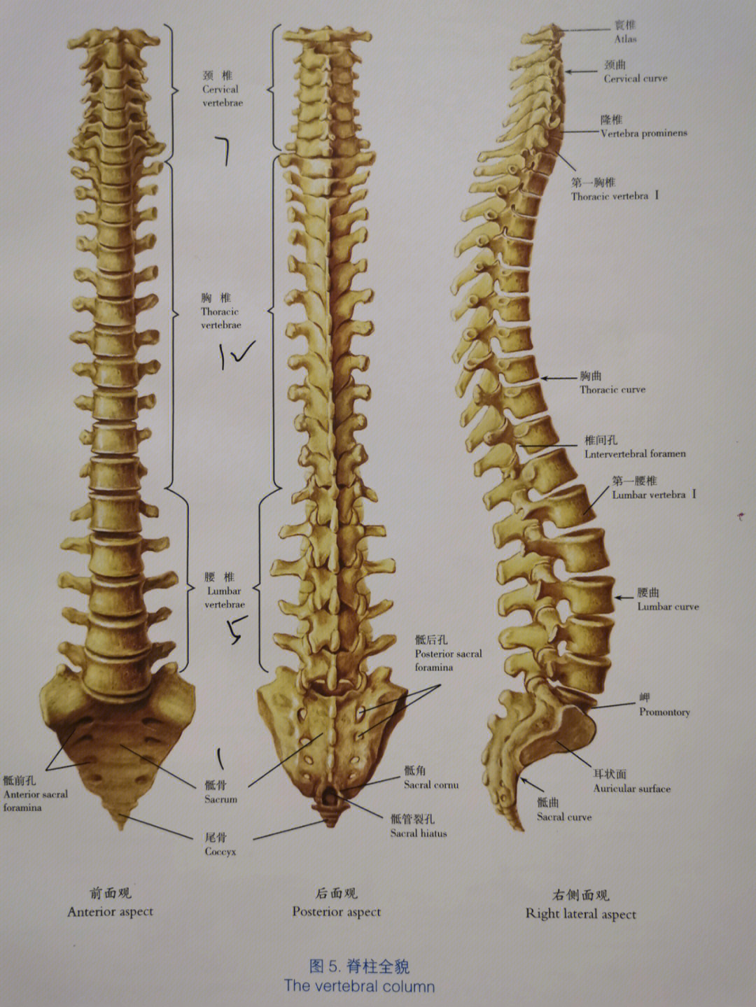 脊柱侧面观,有颈,胸,腰,骶4个生理性弯曲.