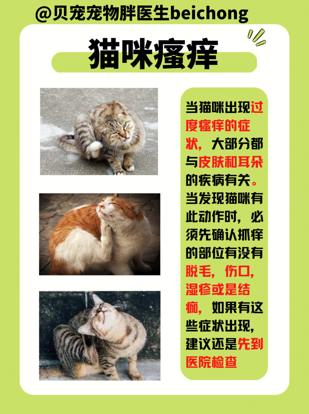 猫咪瘙痒#宠物科普#猫咪皮屑#猫咪耳螨#猫咪外耳炎#猫咪